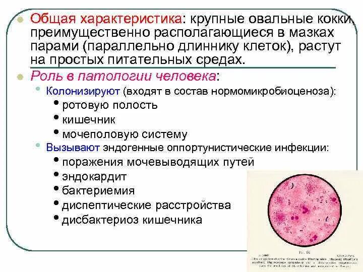 Форма коков. Грамположительные кокки патогенные. Патогенные кокки общая характеристика. Патогенные кокки. Грамположительные кокки. Гноеродные кокки общая характеристика.