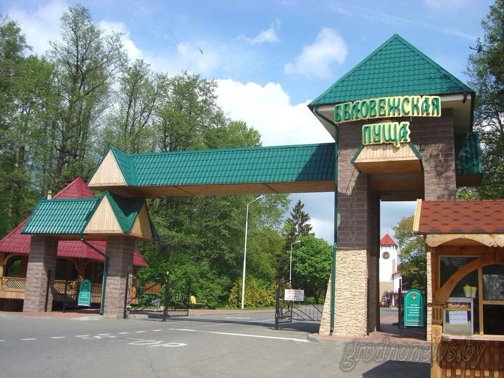 Пуща автобуса. Белоруссия заповедник беловежская пуща. парк беловежская пуща. беловежская пуща экскурсии. каменюки беловежская пуща.