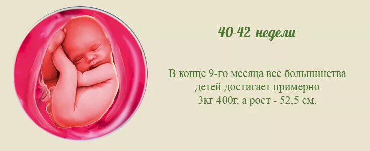 40 недель это месяцев. 40 Недель вес плода. Вес плода на 40 неделе беременности. Вес ребёнка на 40 неделе беременности. 40 Недель вес ребенка.