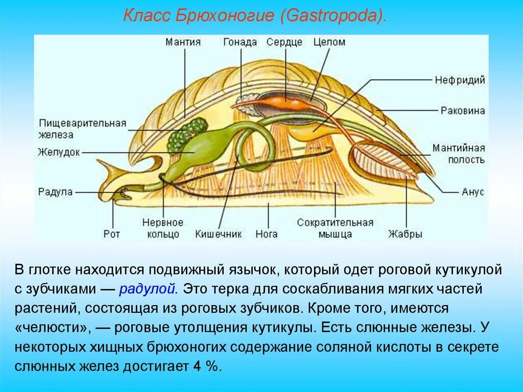 Имеет полость целом. Брюхоногие моллюски мантийная полость. Мантийная полость у брюхоногих моллюсков. Класс брюхоногие моллюски раковина. Строение улитки мантийная полость.