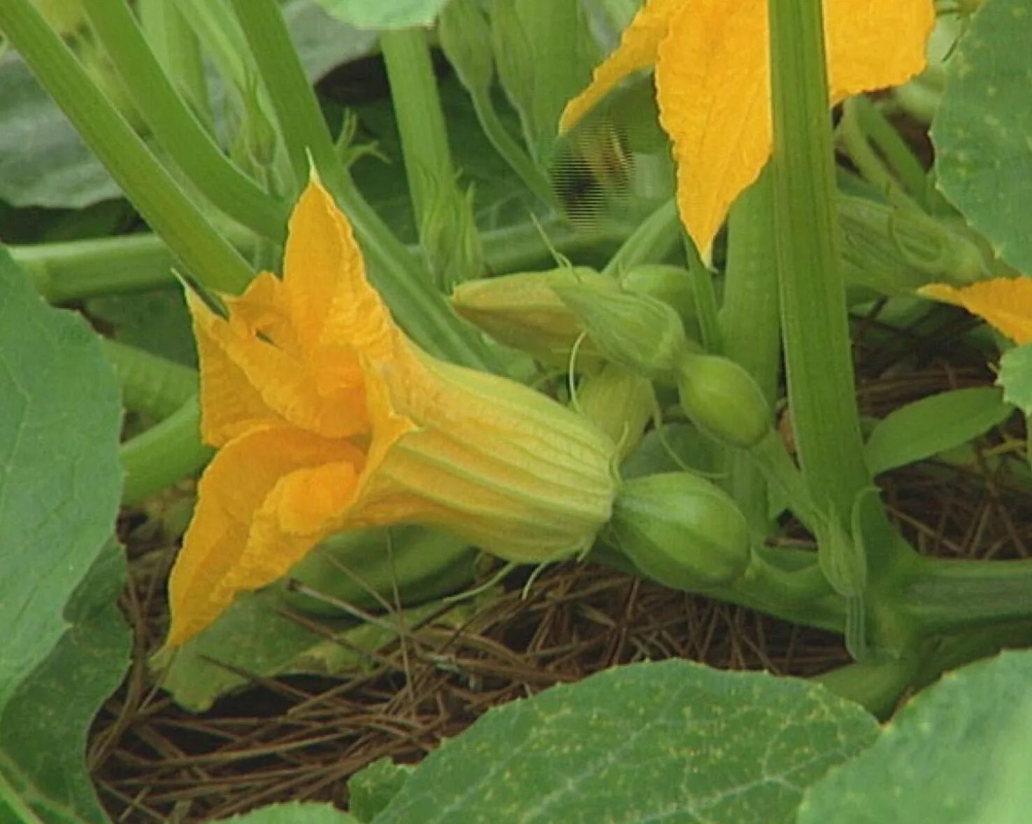 Как выглядят тыквенные растения VEGETABLE: Cucurbita pepo (Squash, Zucchini, Pumpkins Cucurbitaceae (Cucumber/Sq