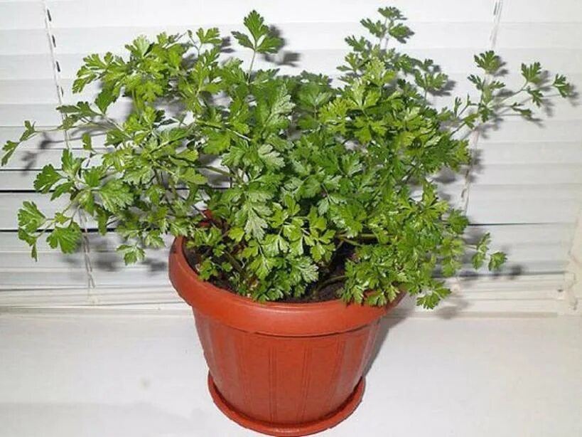 Oenanthe crocata растение улыбка. Petroselinum crispum. Цветок похожий на петрушку. Петрушка кустовая. Индийский петрушка.