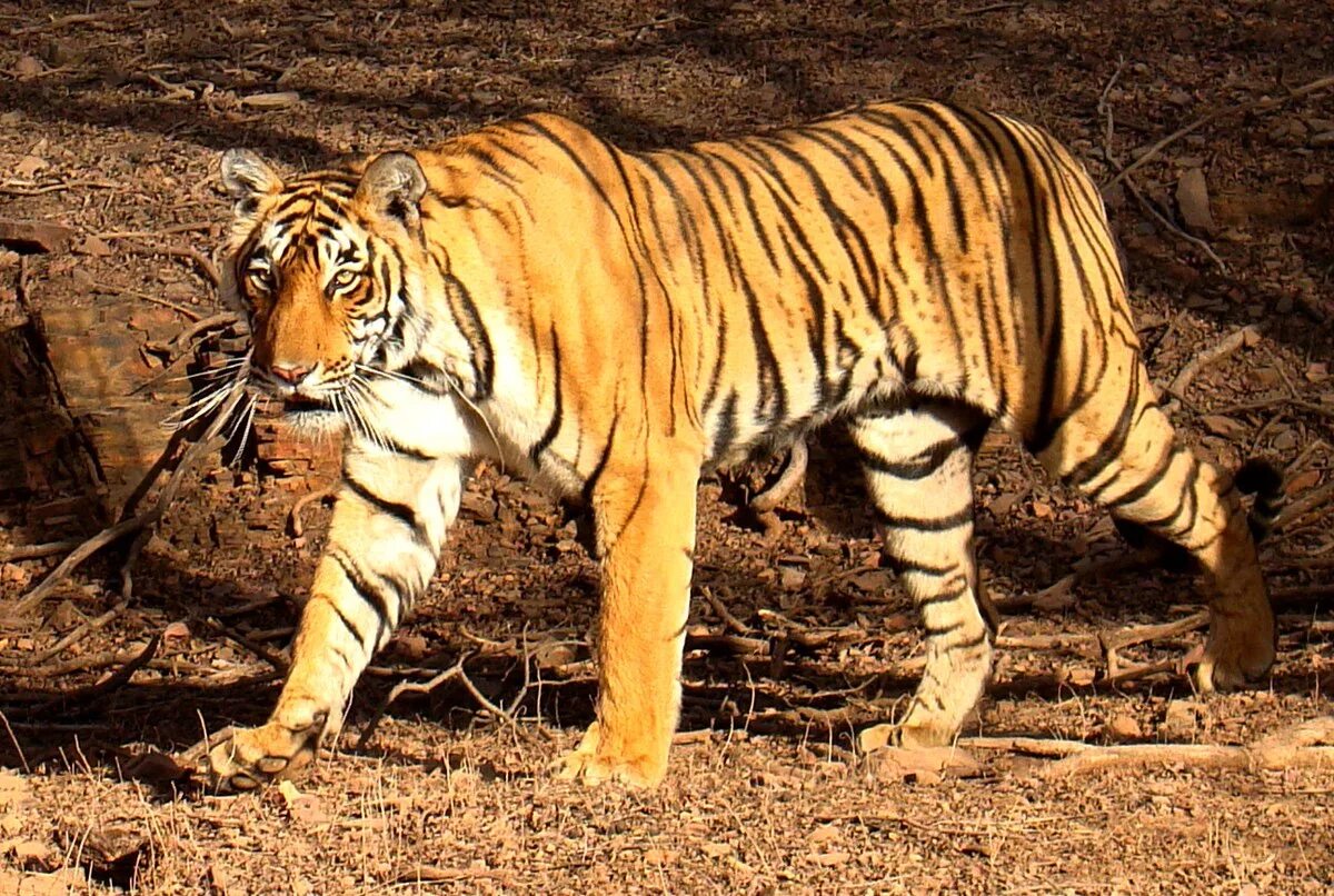 Тигр. Американский тигр. Африканский тигр. Бенгальский тигр подвид тигра