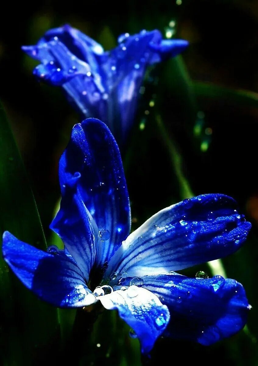 Лилия Блю Крюмон. Лилия сорта Блю Крюмон. Лилия кустовая синяя. Лилия кустовая голубая.