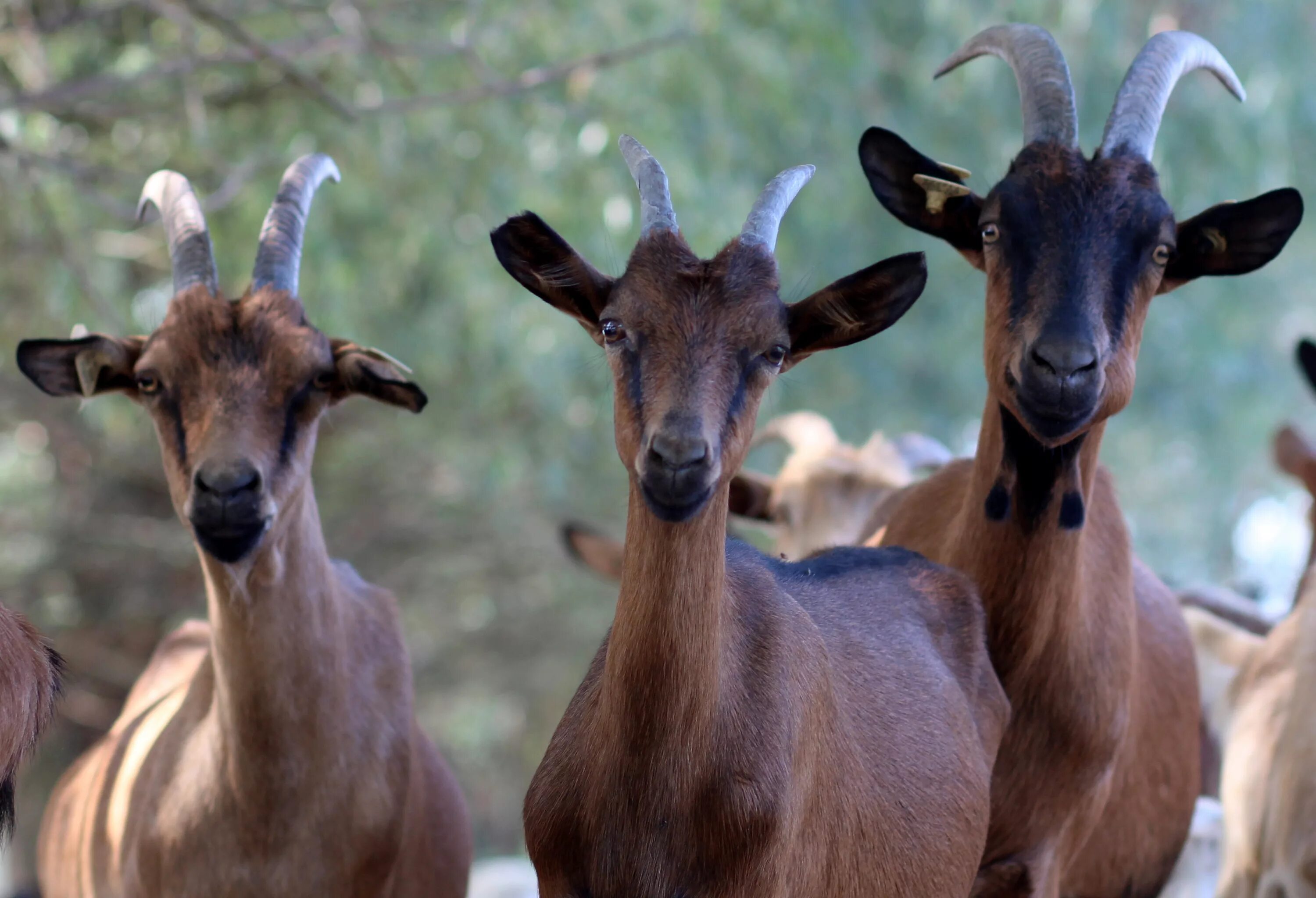 Пасла животных. Capra коза. Африканские козы. Животные с рогами. Козы в Африке.
