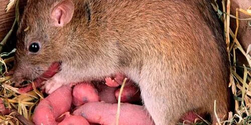 К чему снятся крысы с крысятами. Что означает видеть крысу