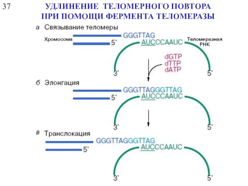 Удлинение теломер. Механизм удлинения теломер. механизм действия теломеразы. теломераза механизм действия. элонгация теломеразы.