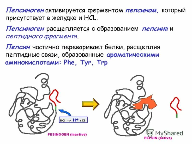 Активный фермент пепсина. Пепсиноген. Пепсиноген в желудке. Пепсиноген пепсин активация. Пепсиноген активируется.