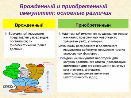 Иммунная система приобретенная и врожденная