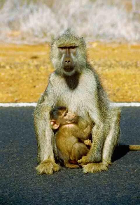 камерунский павиан 4 буквы на д. павиан в лесах камеруна. бабуины в африке. павиан альфа самец. лесула гелада.