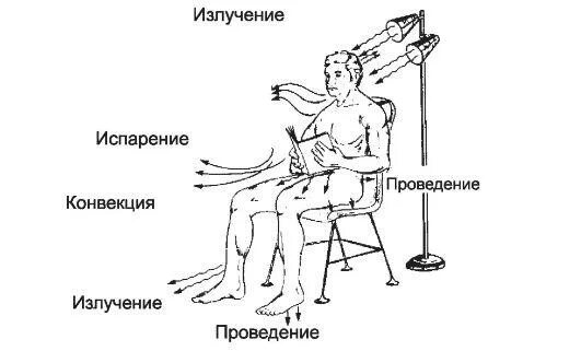 Конвекция человека. Механизмы теплоотдачи физиология. Излучение проведение испарение. Излучение проведение конвекция. Конвекция излучение испарение.