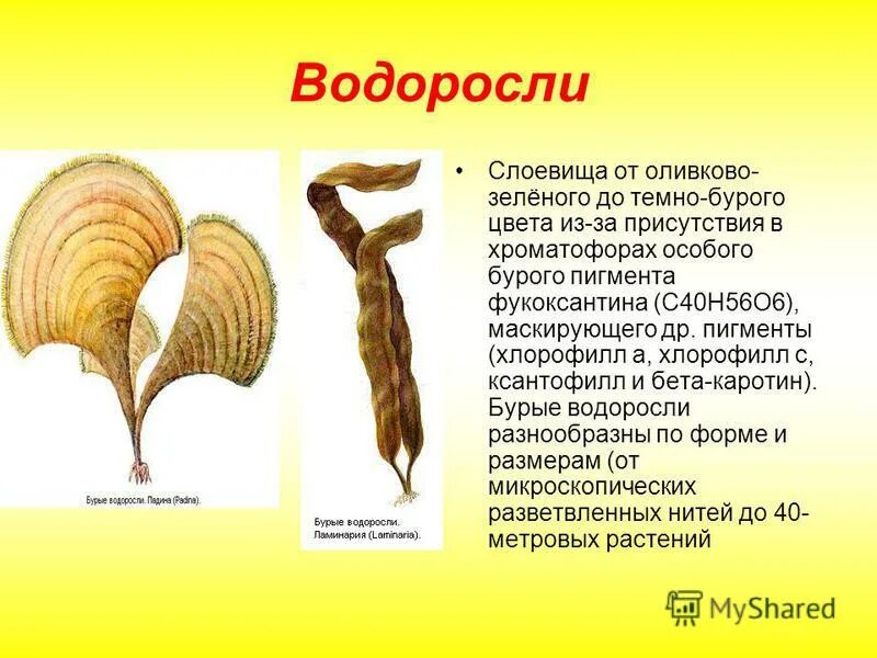 зеленые водоросли какой пигмент. отдел зеленые водоросли пигменты. пигменты бурых водорослей хлорофилл. зеленые водоросли какой пигмент. пигменты зеленых водорослей.