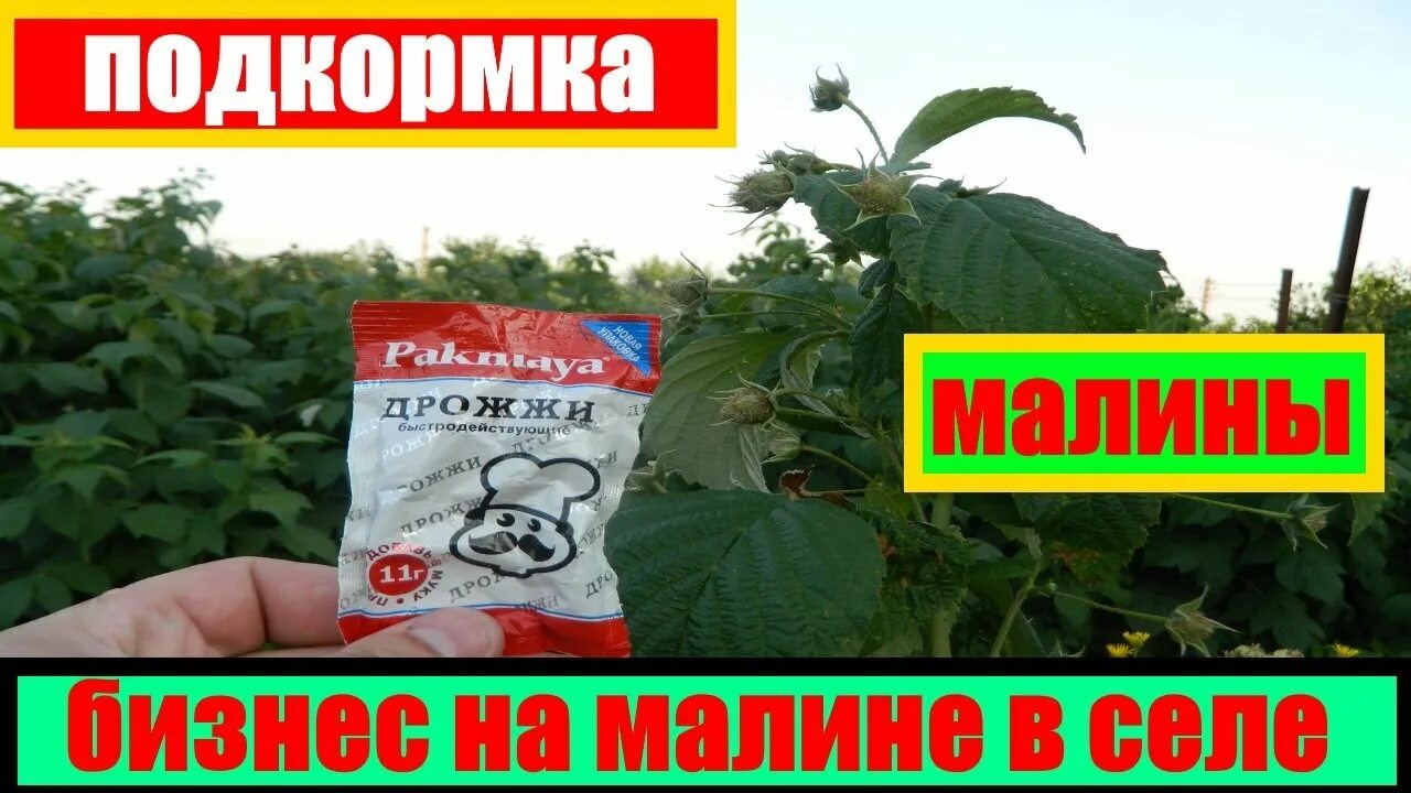 Подкормка малины удобрениями