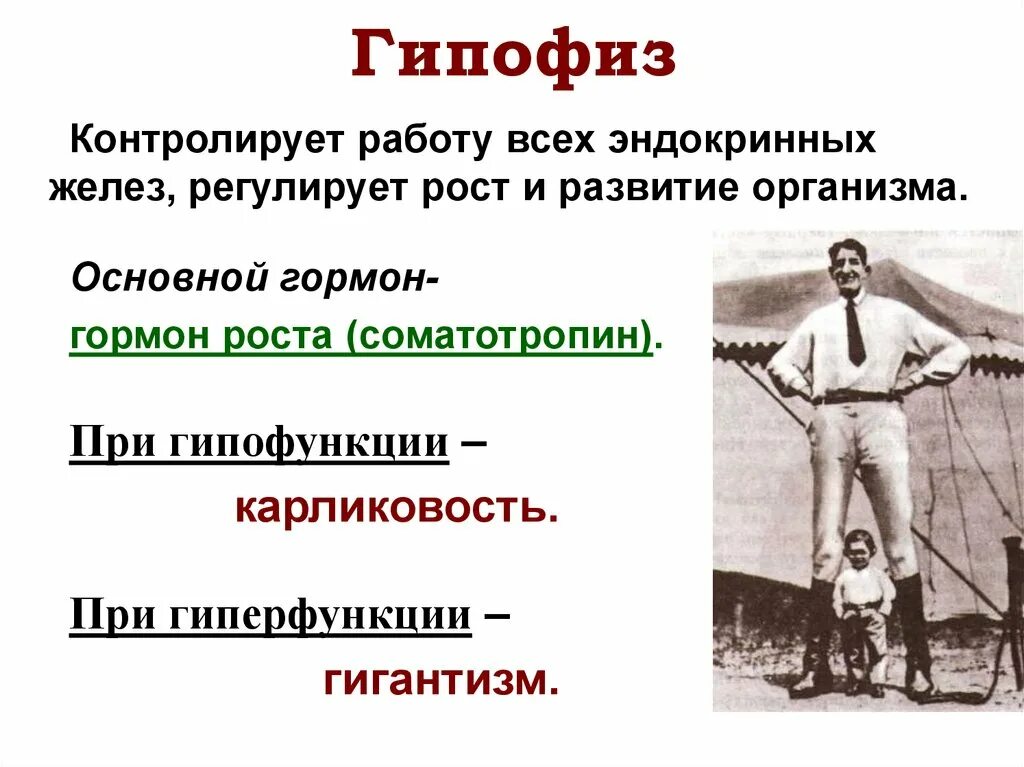 При недостатке соматотропного гормона гипофиза развивается. Соматотропный гормон роста гиперфункция. Гормон роста карликовость и гигантизм. Гиперфункция гормона роста. Заболевание гормона роста