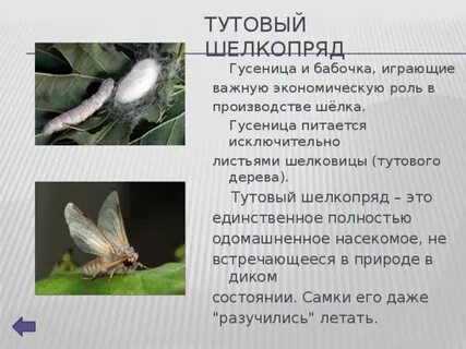 Тип членистоногие вид тутовый шелкопряд