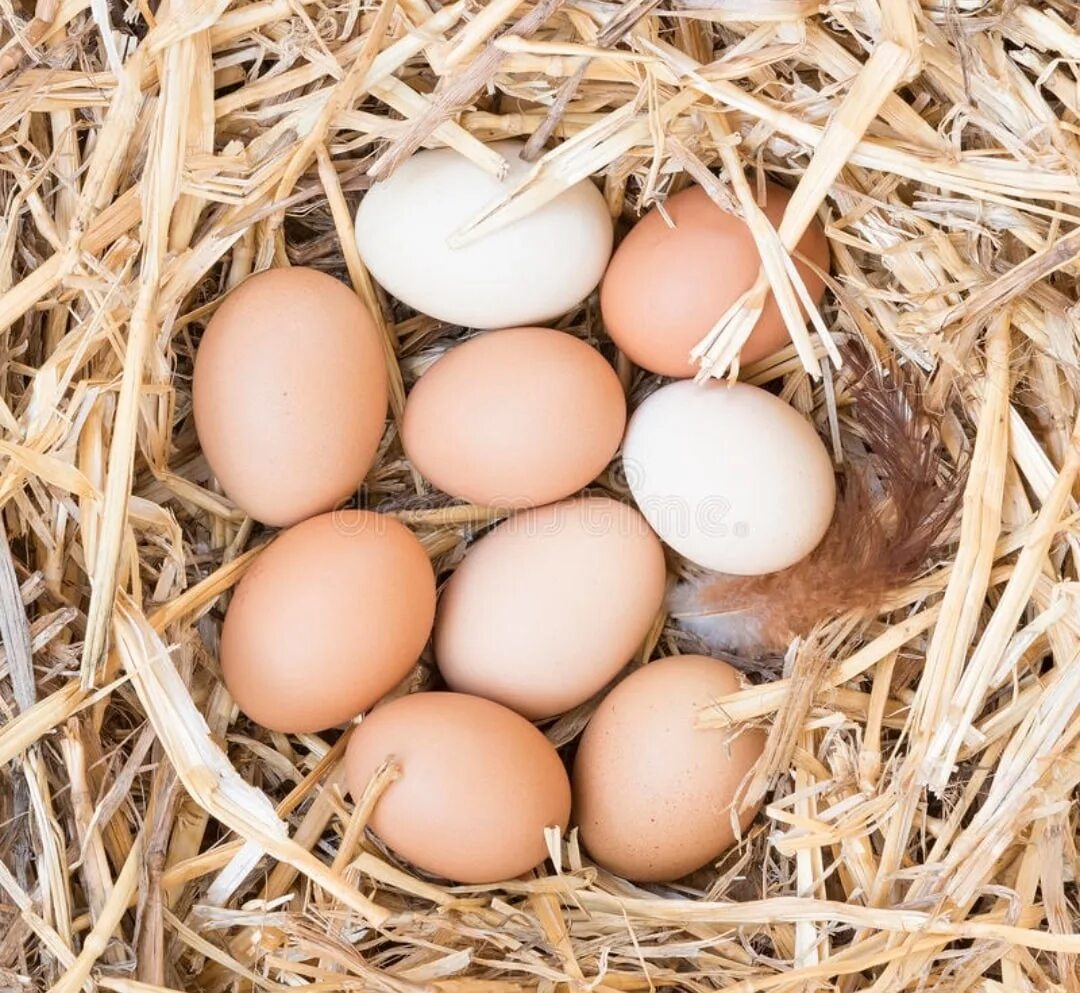 К чему снится куриное гнездо. Куриные яйца в гнезде. Домашние яйца. Домашние куриные яйца. Домашние яйца в гнезде.
