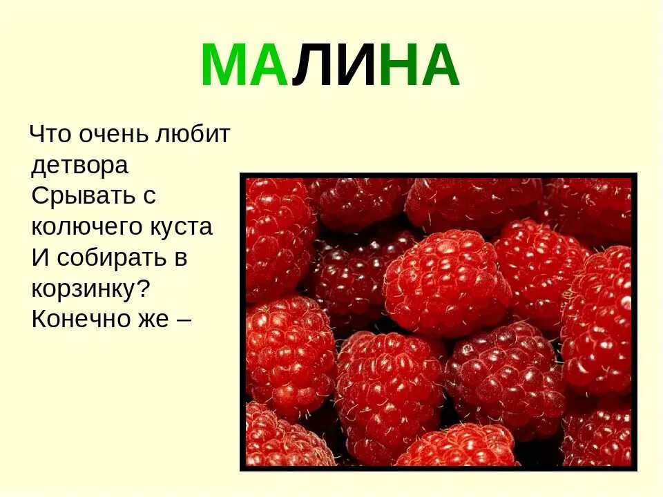 Песня ягода малинка словами на русском. Загадка про малину. Загадка про малину для детей. Малина загадка для детей. Загадка малиннике.
