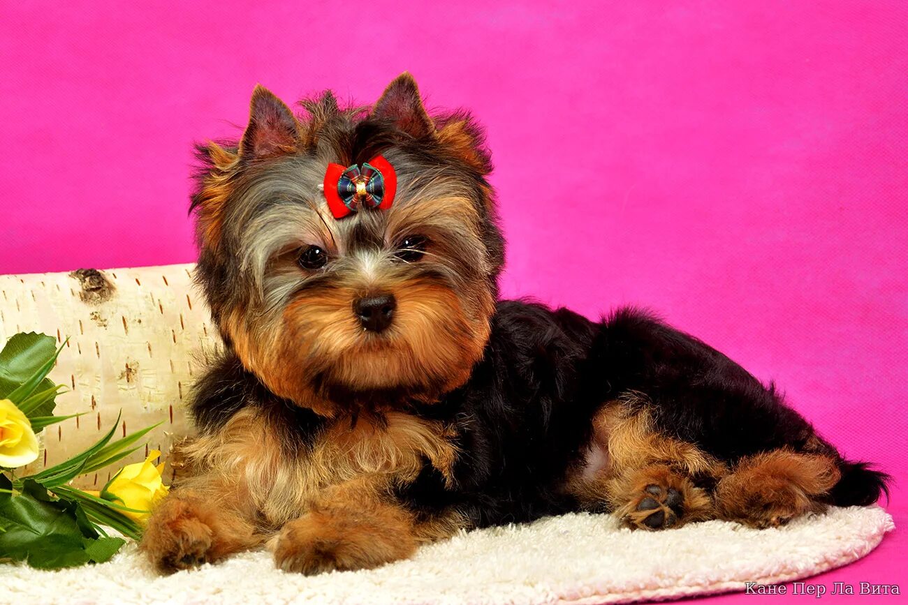 йоркширский терьер девочка стандарт. йоркширский терьер 7 месяцев. йорк 7 месяцев. йоркширский терьер 7 месяцев. йоркширский терьер 7 месяцев фото.