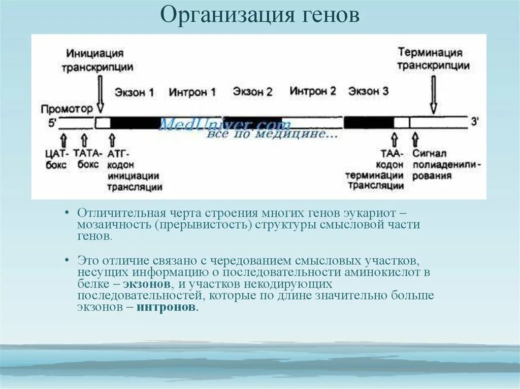 Строение Гена Интрон Экзон. Структура Гена экзоны интроны. Мозаичная структура Гена эукариот. Строение структурных генов у про- и эукариот.