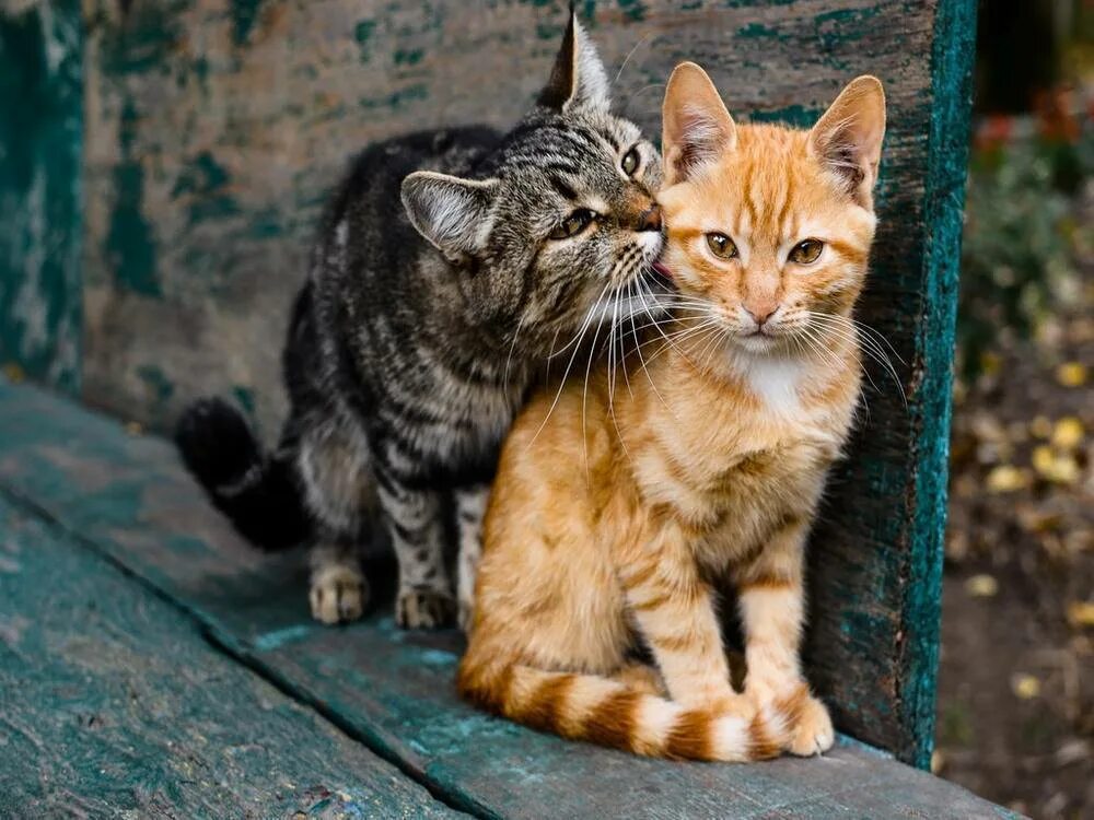 Котята с мамой. Котята с мамой. Котенок забота. Мама кошка. Ласковый котик.