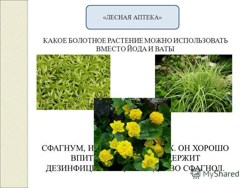 Какое растение используют вместо йода. Какое болотное растение можно использовать вместо йода. Растение вместо йода. Растение вместо йода. Мох сфагнум царство.
