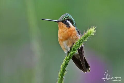 Throated 9