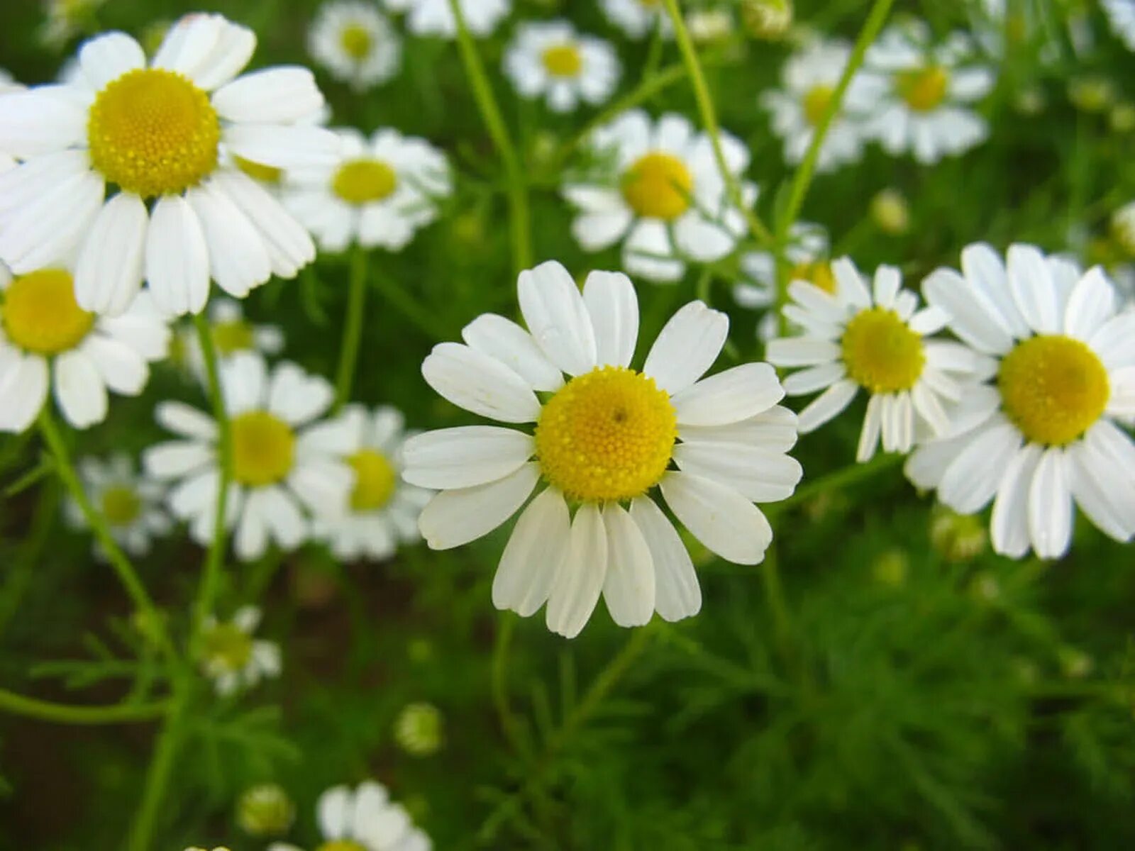 Matricaria Chamomilla. Ромашка аптечная (Matricaria Chamomilla). Цветок матрикария Хамомилла. Ромашка аптечная – Chamomilla recutita. Ромашки лекарственной цветки