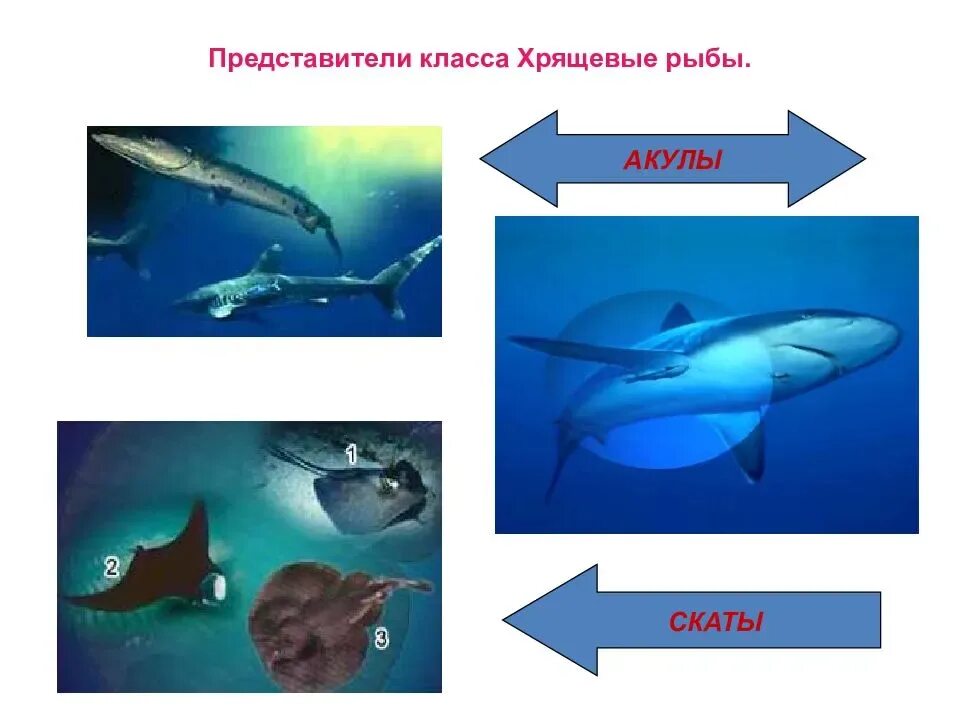 Хрящевые рыбы скаты представители. Класс хрящевые рыбы акулы. Хрящевые рыбы акулы представители. Представители акул и скатов. Скаты класс рыб