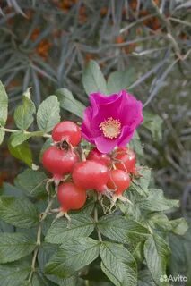 Какой шиповник