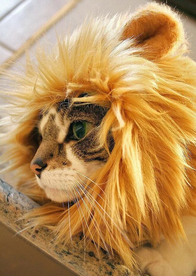 Кот лев. Кошка с гривой. Львенок с гривой. Грива Льва для кошек.