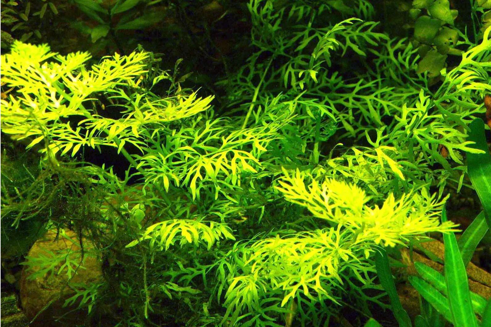 Папоротник цератоптерис аквариумное. Папоротник индийский аквариумное растение. Индийский пап. Папоротник цератоптерис. Индийский папоротник в палюдариуме.