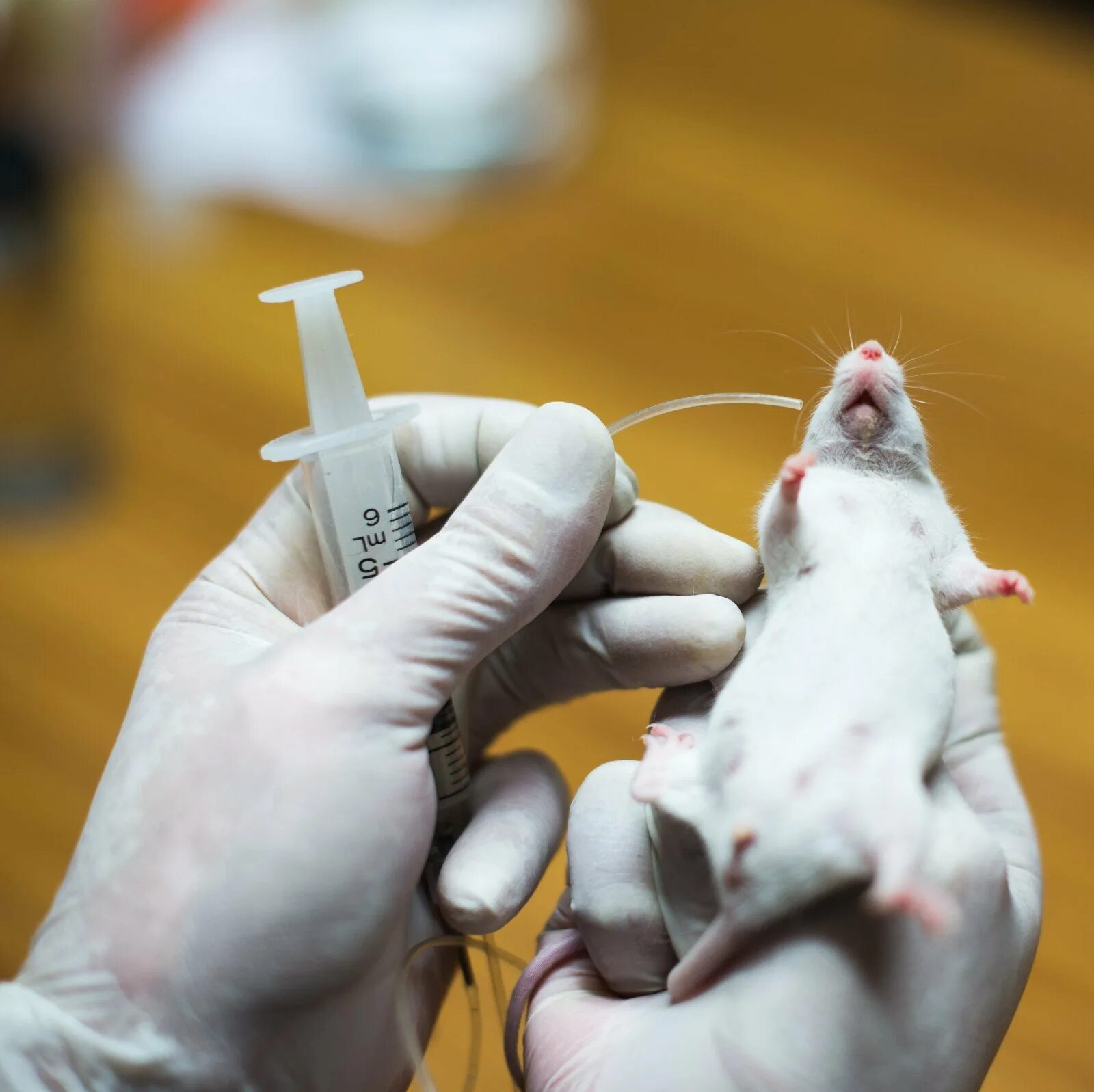 Экспериментатор ввел дозу адреналина лабораторной мыши. Эксперимент с мышами. Опыты на мышах.