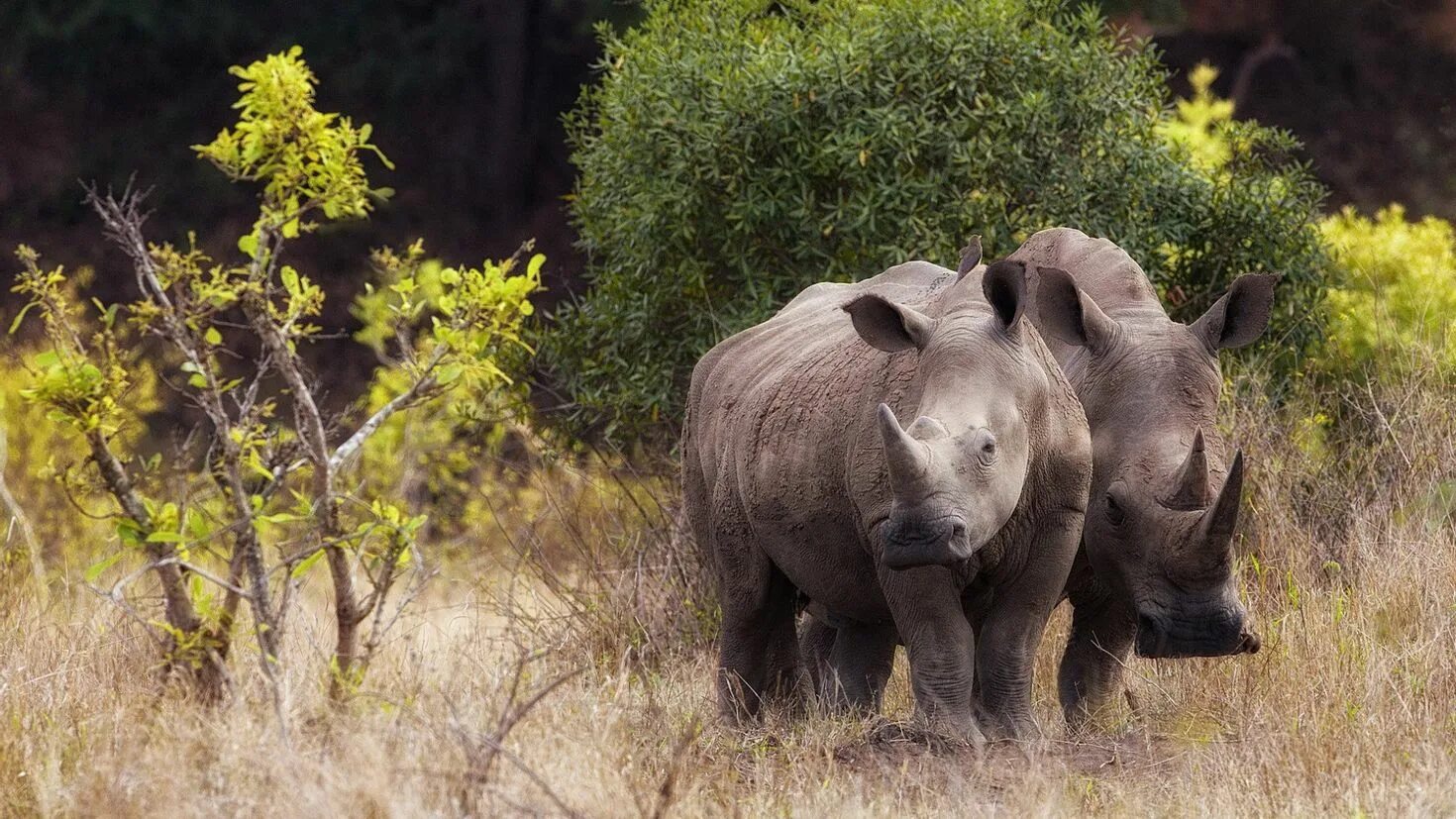 Носорог в саванне. Африканский носорог. Носороги в дикой природе. Животные в естественной среде обитания.