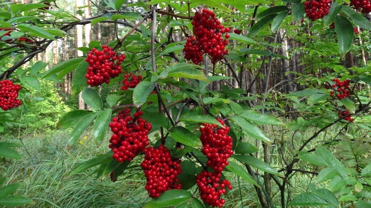Бузина красная sambucus. Бузина красная ядовитое растение. Бузина кистистая куст. Едят ли бузину красную. Едят ли бузину красную.