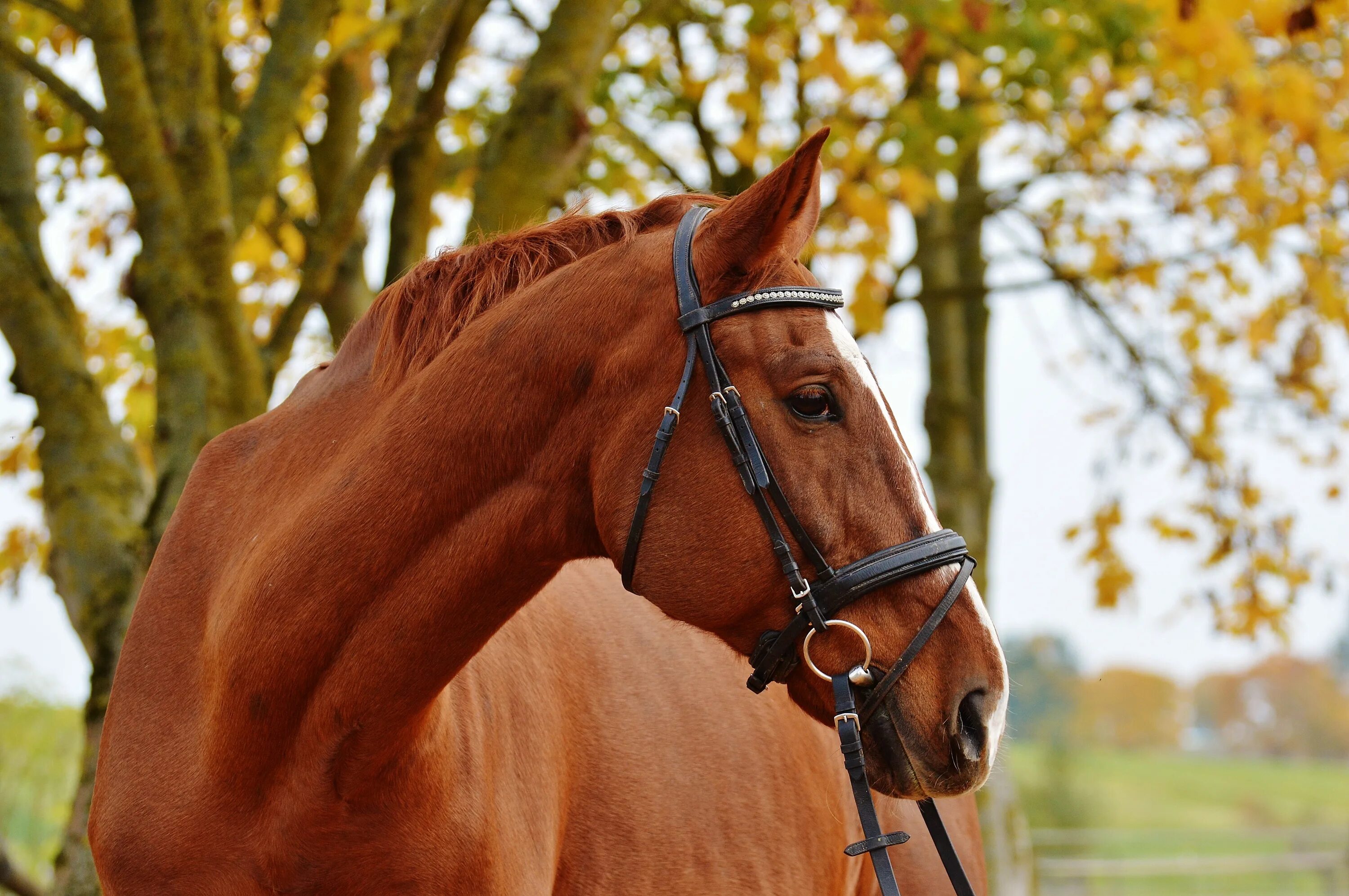 Конь с коне крупно. Рыжая лошадь. Лошадь осень. Конь рыжий. Картинки лошадей.