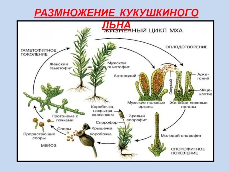 Ножка спорогона. Размножение кукушкиного мха. Спорогоний Кукушкина льна. Цикл размножения кукушкиного льна. Строение размножение жизненный цикл кукушкиного льна.