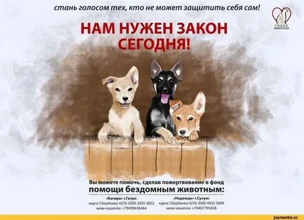 Социальный проект для животных