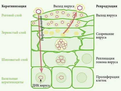 Деление слоев