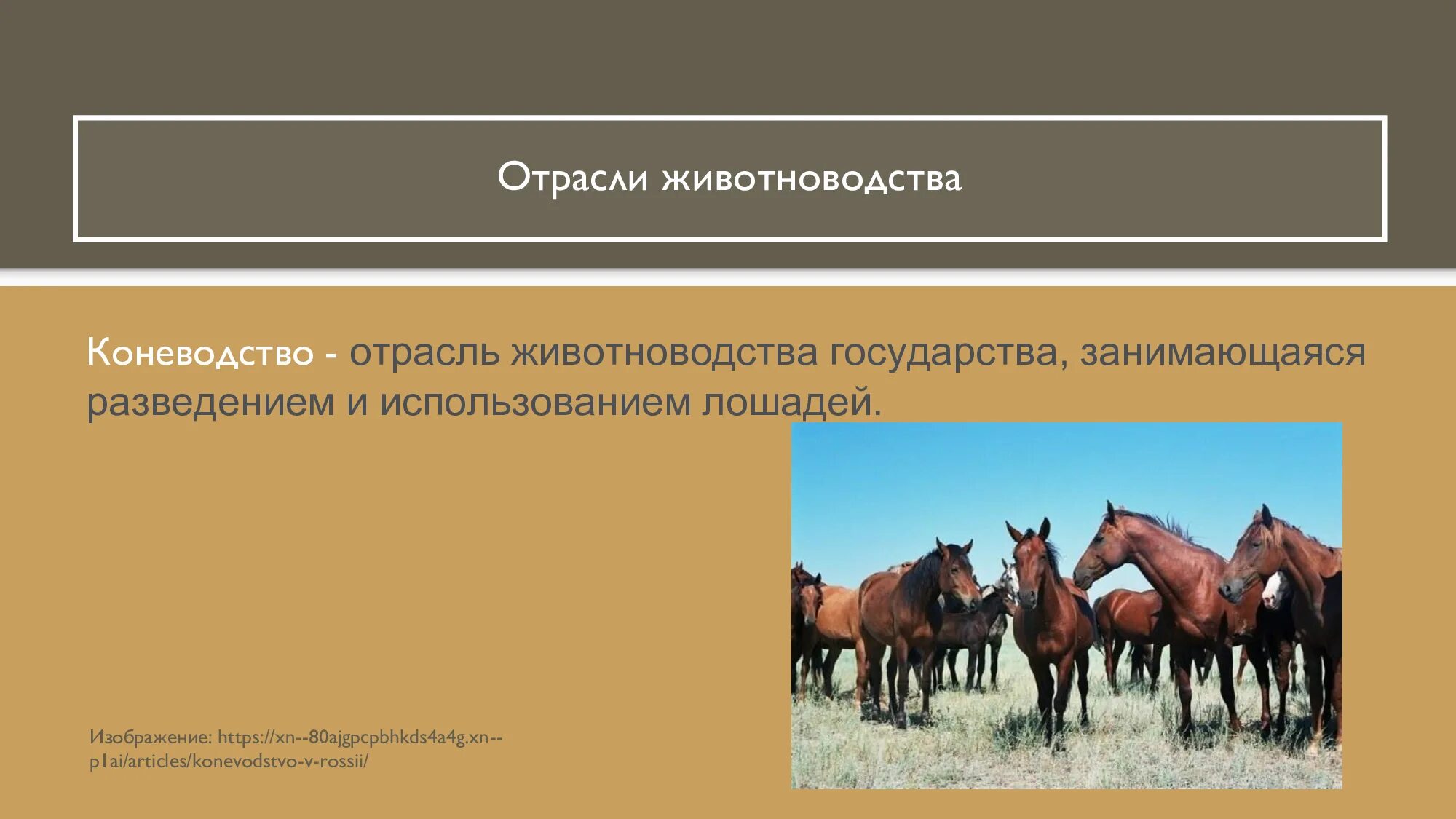 Название отрасли животноводства. Отрасли животноводства. Основные отрасли животноводства. Коневодство отрасль животноводства. Отрасли российского животноводства.