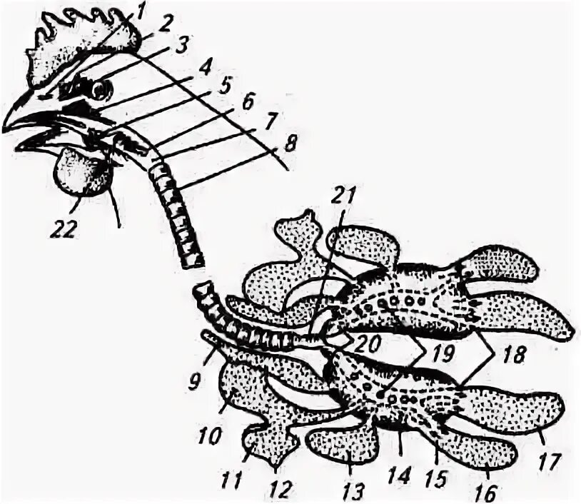 В легкие птиц поступает. Дыхательная система кур. Органы дыхания курицы. Система дыхания у кур. Воздухоносные мешки птиц.