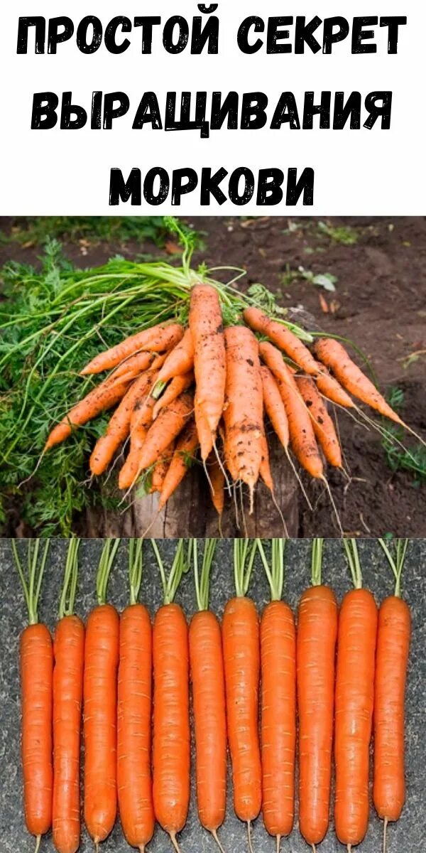 Масса выращенной моркови в 3 раза. Всходы моркови. Метровая морковь. Возделывание моркови. Вырастить морковь.