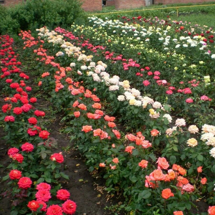 Купить розу розницу. Мичуринские розы. Розы Остина в Краснодаре. Питомник супер растения каталог роз.