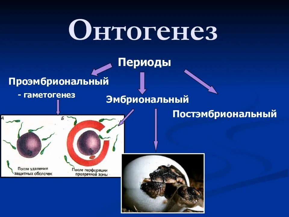 Онтогенез картинка. Эмбриональный период онтогенеза. Эмбриональный постэмбриональный проэмбриональный. Эмбриональный и постэмбриональный период. Онтогенез эмбриональный и постэмбриональный.