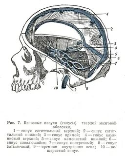 Синусы твердой мозговой оболочки