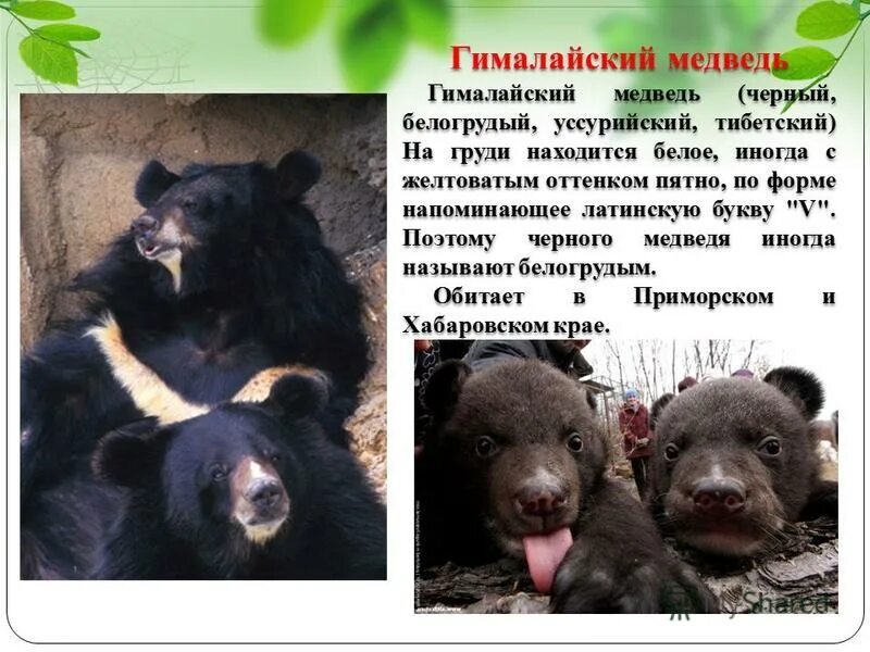 гималайский медведь ареал. гималайский медведь дальнего востока. на каком материке живет гималайский медведь. уссурийский белогрудый медведь. белогрудый медведь красная книга.