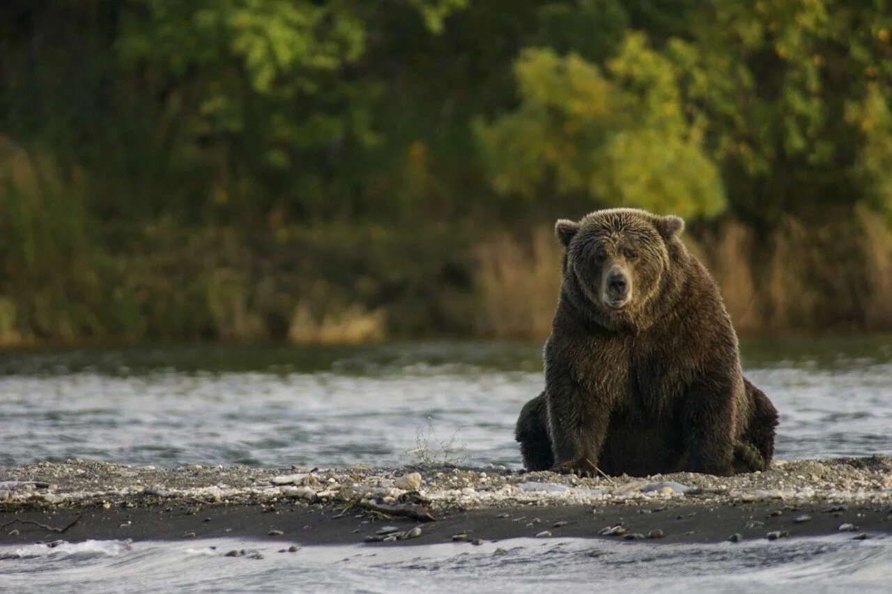 Us wildlife. Бурый медведь в Карелии. Бурый медведь на Аляске. Медведь на реке. Одинокий медведь.