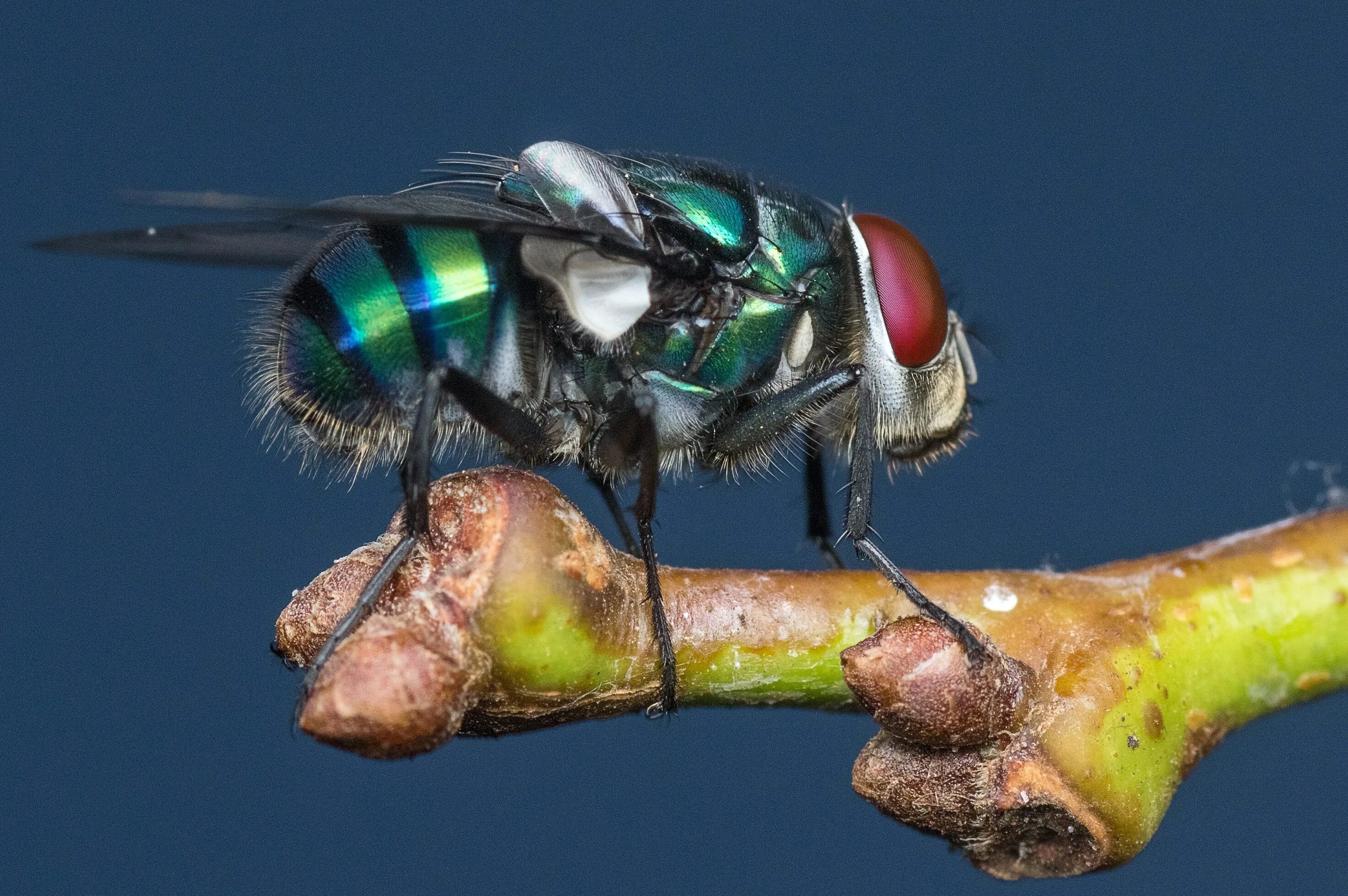 Муха шершня. Helaeomyia petrolei. муха шершень. муха навозная зеленая. муха шмелевка.
