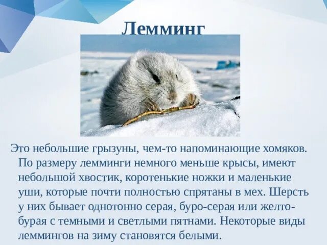 Лемминг сообщение для 4 класса окружающий. Лемминг доклад. сообщение о лемминге. лемминг информация для детей. сообщение о лемминге в тундре.