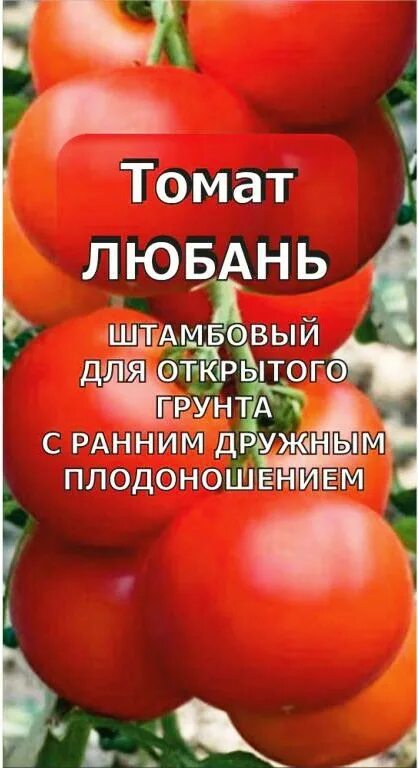 Сорт Любань томат Любань. Томаты Любань описание сорта. Любань томат семена. Томат Любань характеристика.