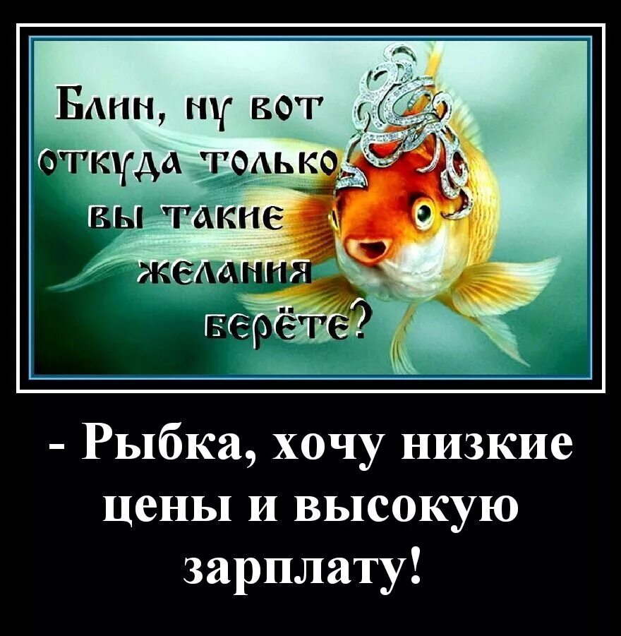 Золотая рыбка прикол. Шутки про золотую рыбку. Цитаты про золотую рыбку. Цитаты про золотую рыбку смешные.